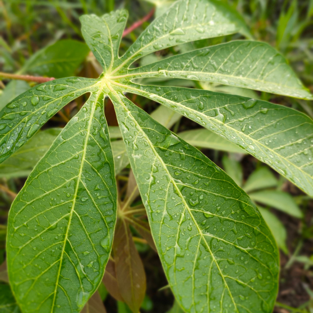 feuilles de manioc